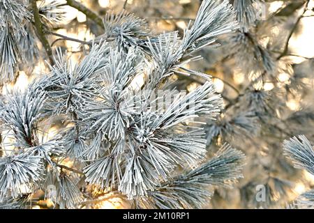 Frosty pine branches against the setting sun in winter time Stock Photo