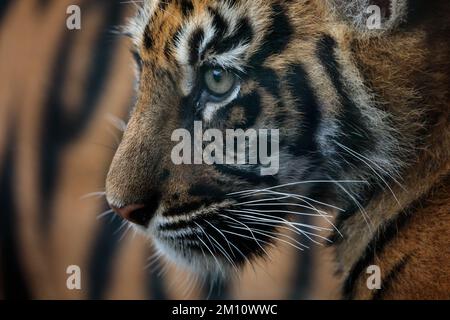 ZSL London Zoo's critically Endangered Sumatran tiger cubs.  Born in the Zoo's Tiger Territory to Dad Asim and Mum Gaysha. Amanda Rose/Ģ����ý Stock Photo