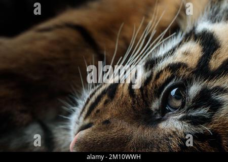 ZSL London Zoo's critically Endangered Sumatran tiger cubs.  Born in the Zoo's Tiger Territory to Dad Asim and Mum Gaysha. Amanda Rose/Ģ����ý Stock Photo
