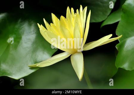 Blossoming lotus flower Stock Photo