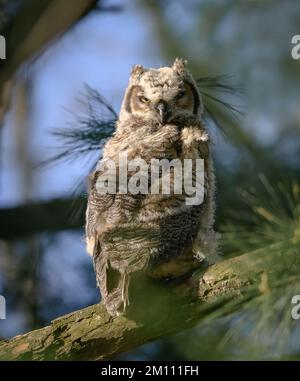 A vertical shot of a Great Horned Owl sitting on a tree limb Stock Photo