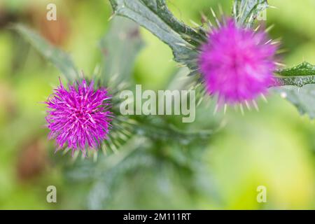 Milk thistle, Sylibum marianum, a wild medicinal plant. Close-up of a flower. Stock Photo