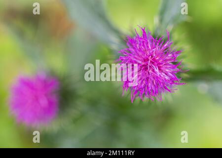 Milk thistle, Sylibum marianum, a wild medicinal plant. Close-up of a flower. Stock Photo