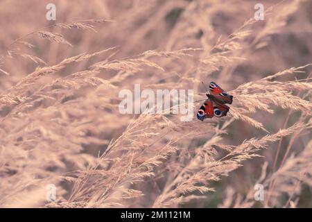 A colorful butterfly sitting in clumps of dry grass, rusałka pawik. Stock Photo