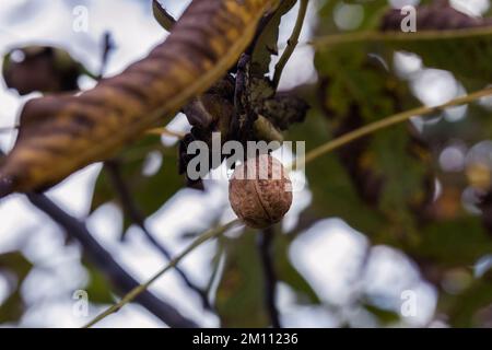 Ripe walnut in a shell on a tree branch. Stock Photo