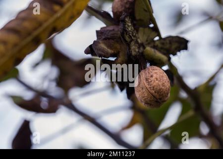 Ripe walnut in a shell on a tree branch. Stock Photo