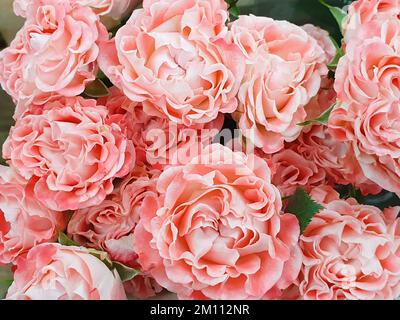 Garden Rose Powder Pink