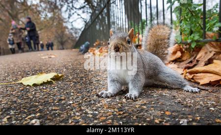 A Squirrel east a chestnut and pose for pictures in St James Park, Central London, United Kingdom on a very cold day in December. Stock Photo