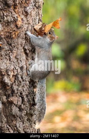 A Squirrel east a chestnut and pose for pictures in St James Park, Central London, United Kingdom on a very cold day in December. Stock Photo