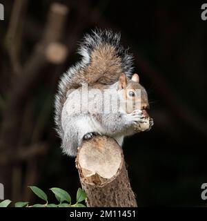 A Squirrel east a chestnut and pose for pictures in St James Park, Central London, United Kingdom on a very cold day in December. Stock Photo