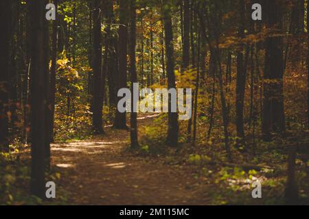 A pathway at the Bon Echo Provincial Park in Ontario, Canada surrounded by autumn trees Stock Photo