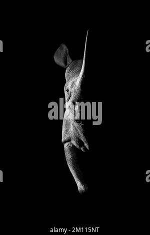 Mono black rhino side-lit staring towards camera Stock Photo