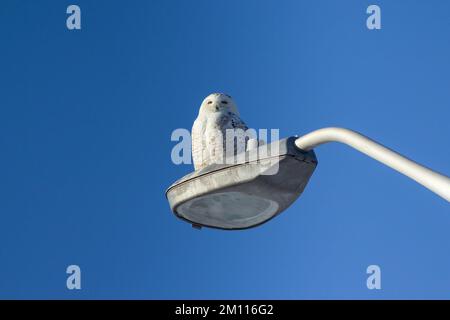 A snowy owl sits on a lamppost in winter surveying the surroundings Stock Photo