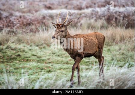 Young stag deer on the move Stock Photo