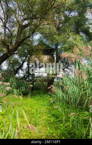 Szigetköz (Little Rye Island, Kleine Schüttinsel): observation tower, reed in Danube Floodplains, Györ-Moson-Sopron, Hungary Stock Photo