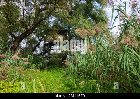 Szigetköz (Little Rye Island, Kleine Schüttinsel): observation tower, reed in Danube Floodplains, Györ-Moson-Sopron, Hungary Stock Photo
