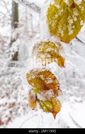 winterliche Impressionen aus dem Harz Stock Photo