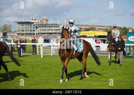 Jockey Kevin Stott waiting at the starting gates at York Races. Stock Photo