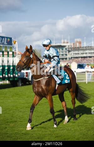 Jockey Kevin Stott waiting at the starting gates at York Races. Stock Photo