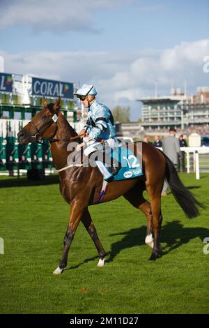 Jockey Kevin Stott waiting at the starting gates at York Races. Stock Photo