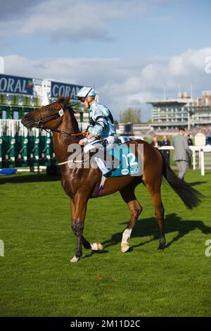 Jockey Kevin Stott waiting at the starting gates at York Races. Stock Photo