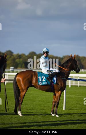 Jockey Kevin Stott waiting at the starting gates at York Races. Stock Photo