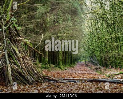 Mossy trees and fallen leaves. English woodland in late autumn. Landscape. Stock Photo