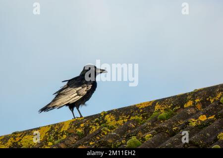 Leucistic Carrion crow aka Corvus corone, black bird with white wing on rooftop. Stock Photo