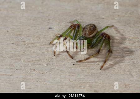 Grüne Krabbenspinne, Grünbraune Krabbenspinne, Diaea dorsata, green crab spider, crab spider, Krabbenspinnen, Thomisidae, crab spiders Stock Photo