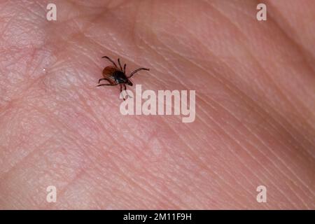 Zecke, Holzbock, Zecken, auf Haut, Mensch, Ixodes ricinus, castor bean tick, European castor bean tick, European sheep tick, tick, ticks Stock Photo