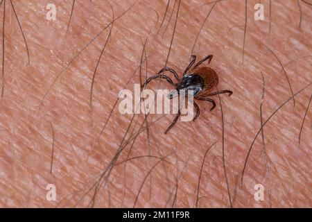 Zecke, Holzbock, Zecken, auf Haut, Mensch, Ixodes ricinus, castor bean tick, European castor bean tick, European sheep tick, tick, ticks Stock Photo