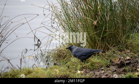 Jackdaw, Coloeus monedula, on riverbank, UK. Stock Photo