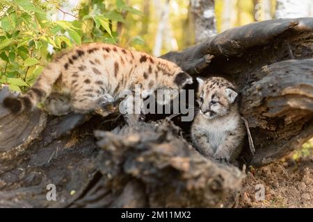Cougar Kitten (Puma concolor) Crawls Into Log With Sibling Autumn - captive animals Stock Photo