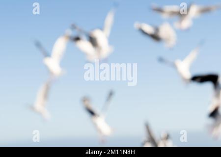 Blurred birds in flight background image seagulls against blue sky. Stock Photo