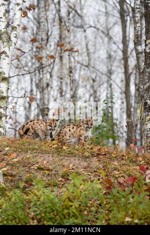 Pair of Cougar Kittens (Puma concolor) Stand at Top of Forest Embankment Autumn - captive animals Stock Photo