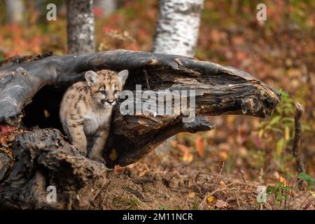 Cougar Kitten (Puma concolor) Stands Inside Log Autumn - captive animal Stock Photo