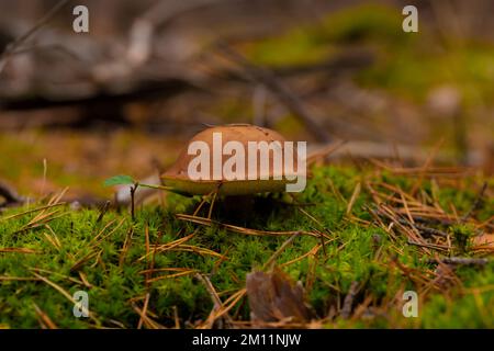 Very small young edible chestnut mushroom in the forest in autumn Stock Photo