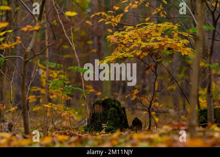 Various young small deciduous trees in autumn in the forest, in the middle a tree stump covered with moss, very shallow depth of field Stock Photo
