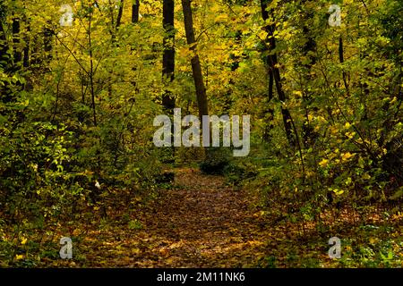 Small narrow hiking trail in a deciduous forest in autumn, hiking trail covered with autumn leaves Stock Photo