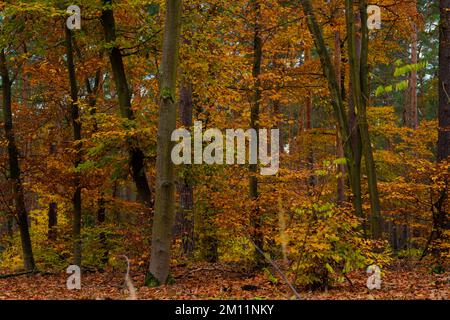 Beech forest in autumn, trees with beautiful orange coloured leaves, autumn leaves lie on the forest floor, Autumn landscape Stock Photo