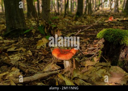 Poisonous mushroom, small red-white poisonous fungus in the forest in autumn Stock Photo