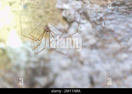 long-legged cellar spider (Pholcus phalangioides) sitting in the basement of a residential building, Germany Stock Photo