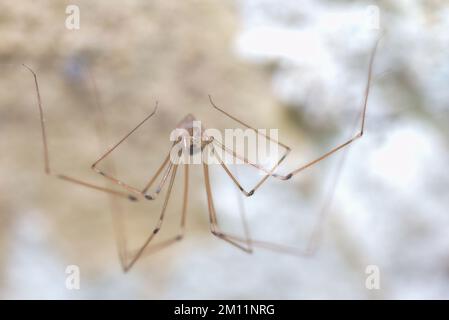 long-legged cellar spider (Pholcus phalangioides) sitting in the basement of a residential building, Germany Stock Photo