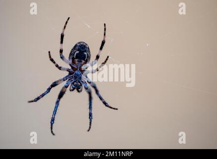 Cross spider in web, underside, Germany Stock Photo