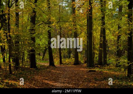 Deciduous forest in autumn with lots of light and shade Stock Photo