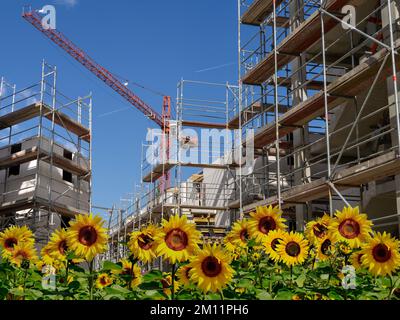 Sustainable construction. Shell with scaffolding and crane and sunflowers in the foreground. Stock Photo