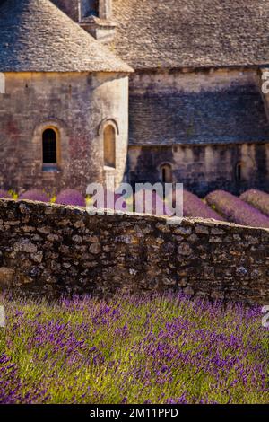 Senanque Abbey surrounded by lavender fields in French Provence Stock Photo