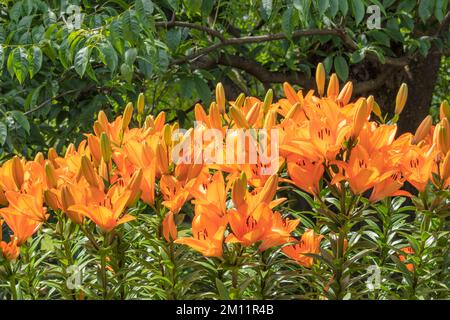 Lilies in the Botanical Gardens of Villa Taranto, Verbania, Lake Maggiore, Piedmont, Italy Stock Photo