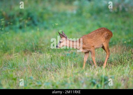 Fawn on a meadow, Capreolus capreolus, summer, August, Hesse, Germany, Europe Stock Photo