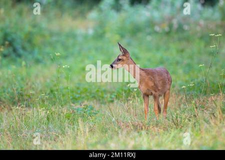Fawn on a meadow, Capreolus capreolus, summer, August, Hesse, Germany, Europe Stock Photo